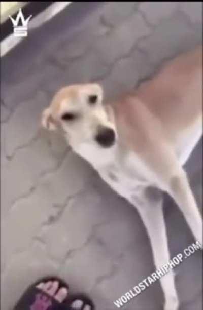 I’m going to disturb a random stray dog laying on the ground. What could go wrong?