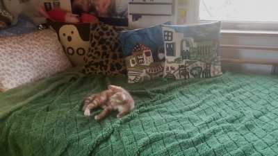 Runcus: greeble hunter in training