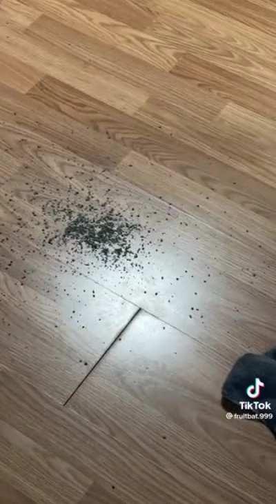 Some cats just want to watch the world burn.