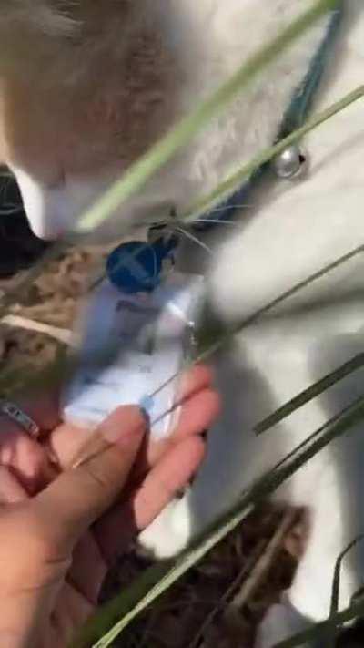 Meet Elwood, our ‘securicat’, he is the best boy