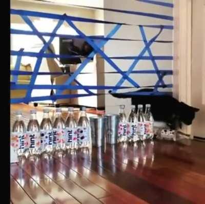 Cat preparing for the Olympics