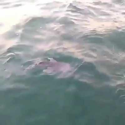 🔥 A baby whale shark getting rescued from a fishing net 🔥