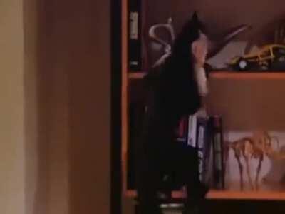 Joey, Chandler and Ross are sick horror freaks