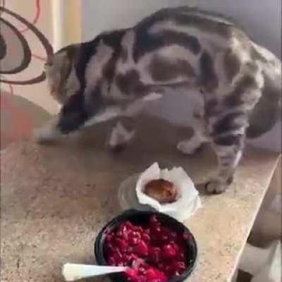 The cat showed that my food is shit