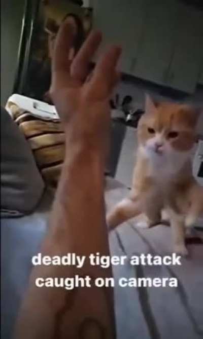 Kaplan saldırısı hassas olan izlemesin