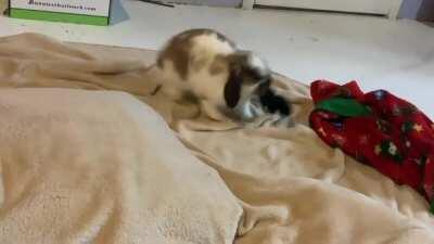 So yeah, my scrunchie is her new toy I guess..