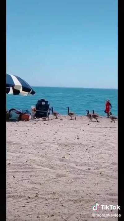 The pilgramage has started. Soon they will evolve