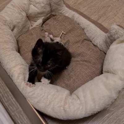 Her second day at new home - feeling quite comfortable