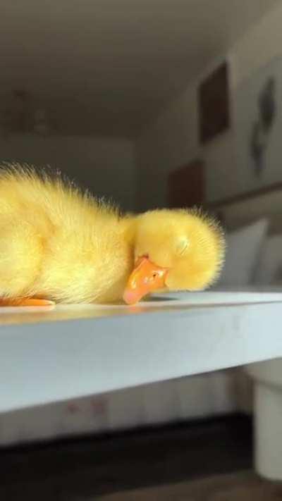 A gorgeous sleepy little Duckling...