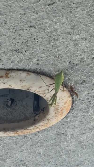 Praying mantis catches a wasp