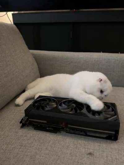 Impressive meowtracing performance