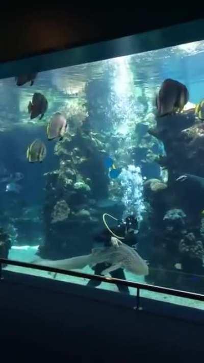 DiVeR gEt'S bRuTaLlY dEsTrOyEd By ZeBrA sHaRk