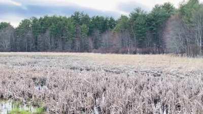 The sound is almost unbearable, but ya gotta love it!