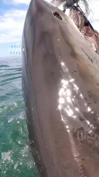 Great White Shark Catches The Bait Handler Out And Steals The Bait