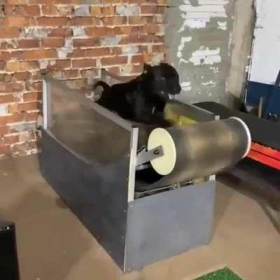 На пробежку! Собачья радость!