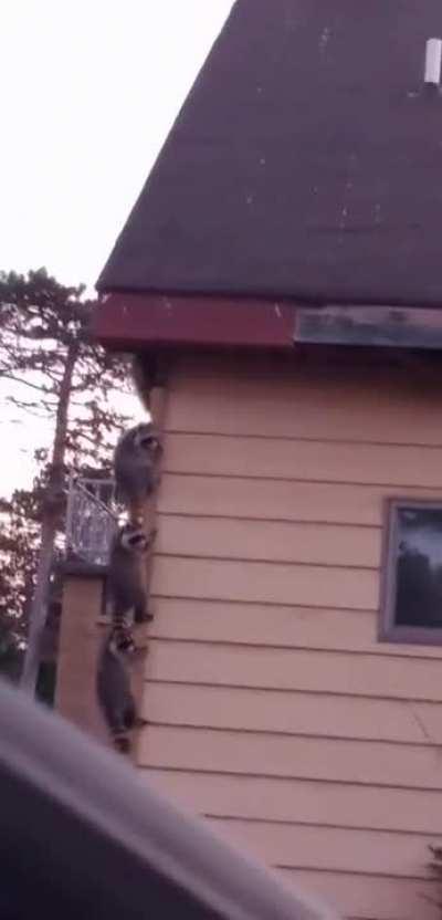 Mission im-paw-ssible