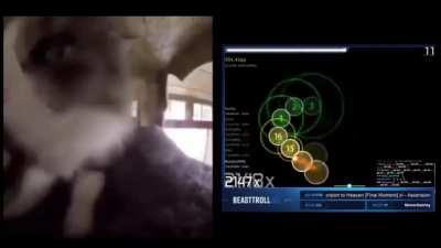 New Whitecat liveplay??!?!!