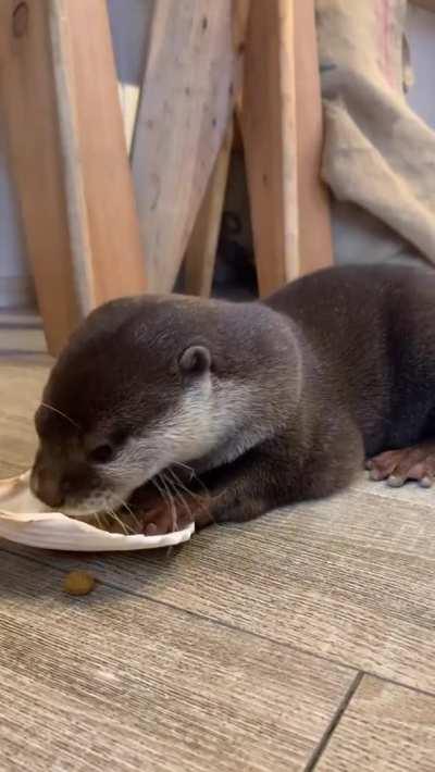 Otter friend