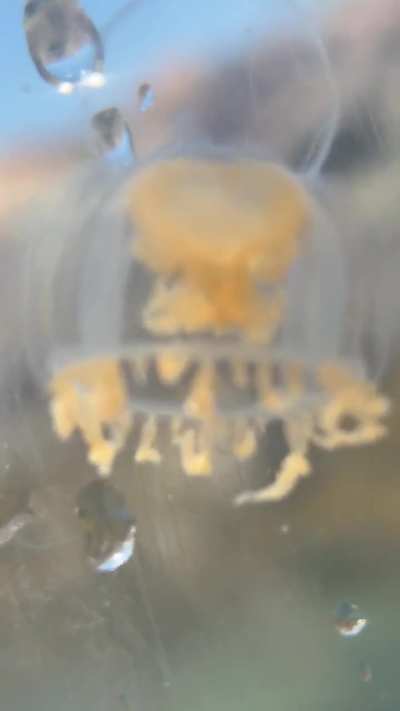 Here we see a sea angel I found! A twilight zone pelagic sea slug, I also found a northern comb jelly, some kind of gooseberry, a gossamer worm again, a sea butterfly, and two types of jellyfish that I don’t know the names of