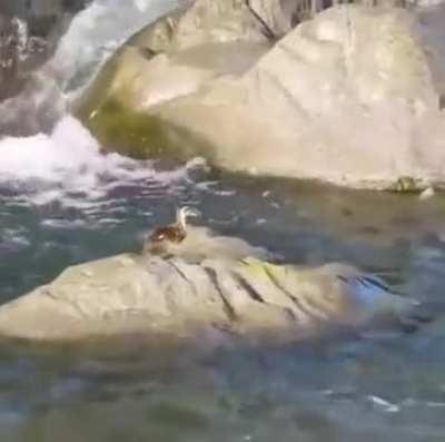 The drama almost happened on the pond.