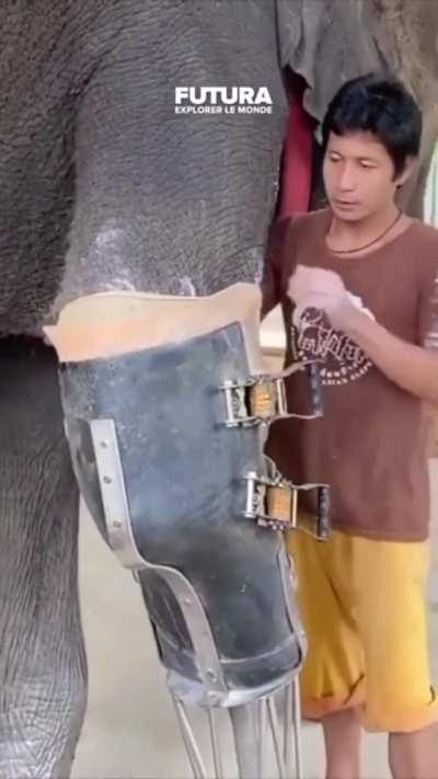 Elephant Gets A New Leg