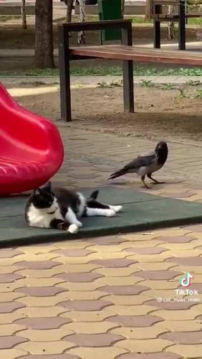 A sneaky little crow