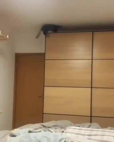 Playing Ball Fetch with cat