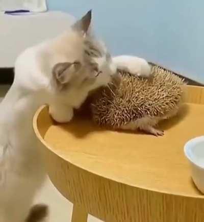 Hedgehog: If someone attacks me, they will feel my spines.

Attacker:
