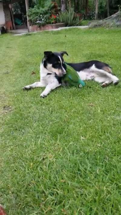 Puppy & parrot playing