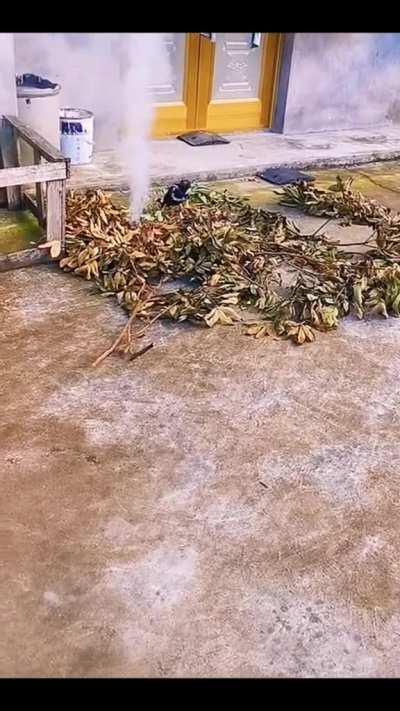 A magpie takes out a fire