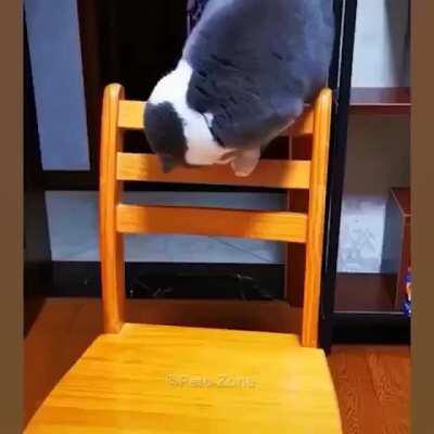 Cats are the craziest beings