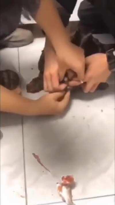 It's not a good idea to hand-feed an alligator snapping turtle.