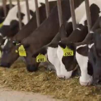 I keep seeing this ad and I feel it is ripe