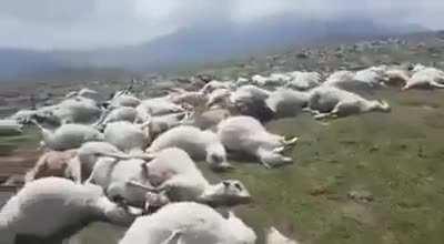 530 sheep died because of lightning strike in Georgia
