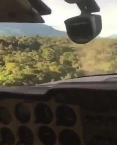 Voando pela floresta amaz&ocirc;nica