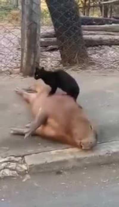 Capybara caretaker