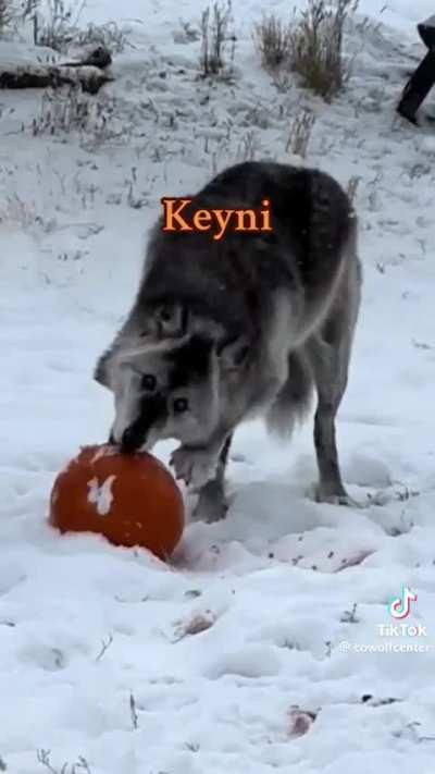 Happy Halloween, be safe and enjoy the holiday!