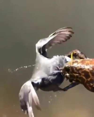 did humans already unlock the dev only revive ability?!