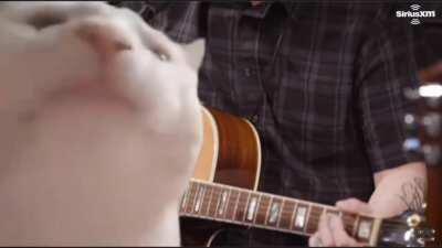 Cat DOESN’T vibe to Puddle Of Mudd’s About A Girl