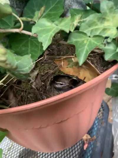 Mother of newly hatched eggs doesn't appreciate people trying to snatch a pic of her babies