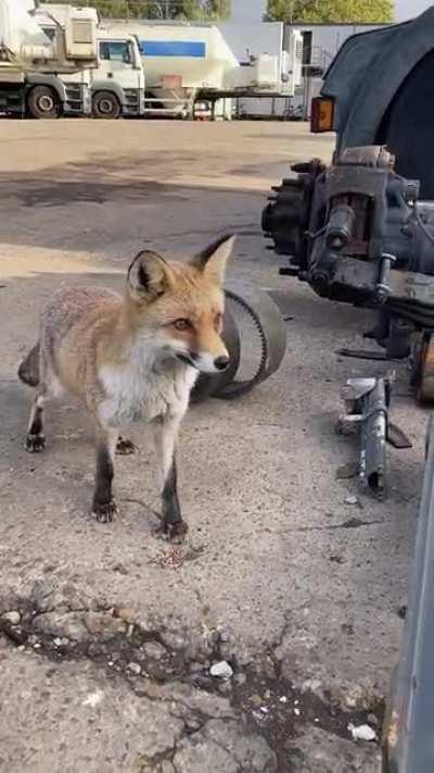 A little visit from our favourite fox 🦊
