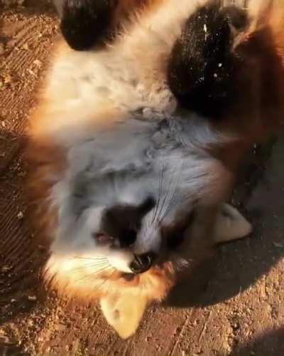 Our sweet girl Lyuska🦊🌞