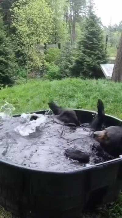 A bear enjoying his bath