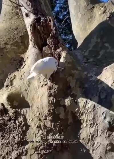 This kakadu got a present