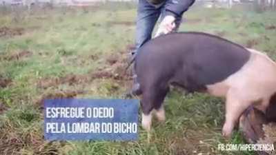 Como desenrolar o rabo do porco