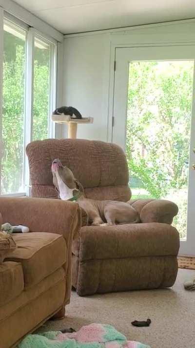 Zeus the pibble howling at the firetrucks....if he only knew what I do for work.