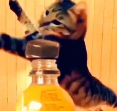 Cats new Kung Fu Movie