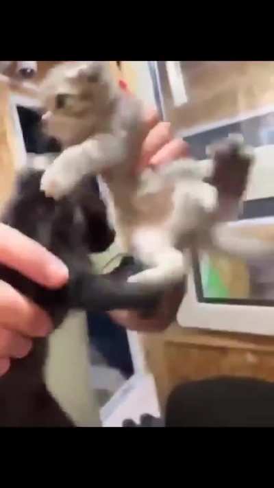 A guy wanted to adopt a cat, but he wouldn't leave his brother's side, so he had to take both of them.