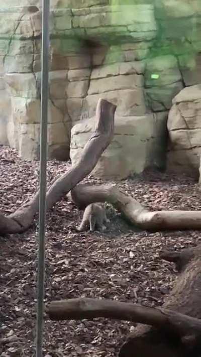 One month old tiger cub first time in public view at London Zoo
