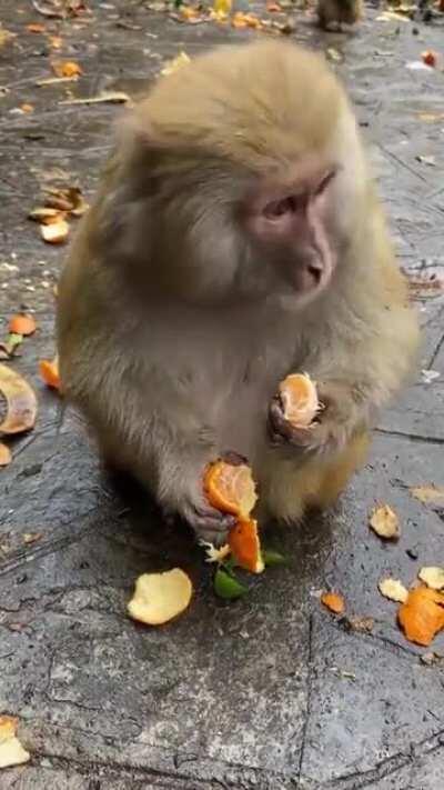 How I look eating my oranges in the shower